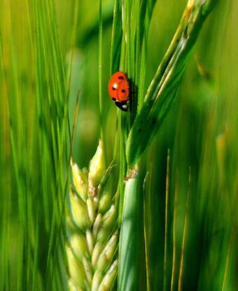 凯奥|小满小满，幸福满满。